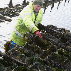 Dave farming oysters