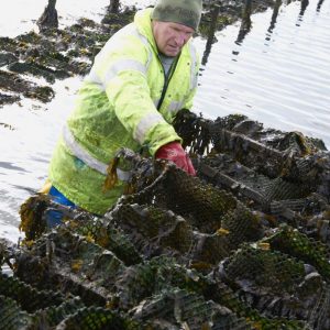 Dave farming oysters Dave farming oysters