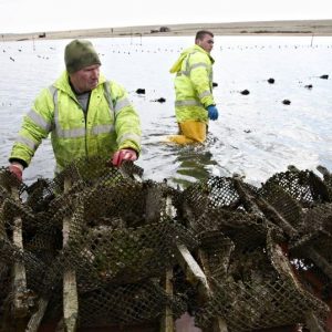 Oyster Farmers